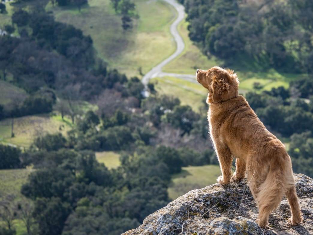 Read more about the article Hiking With Your Labrador (Essentials, Supplies and First-Aid)