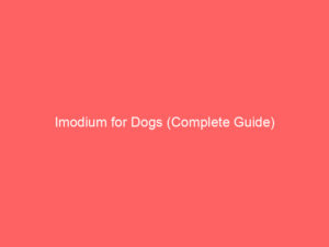 Read more about the article Imodium for Dogs (Complete Guide)