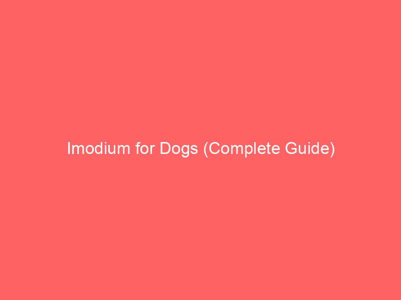 Read more about the article Imodium for Dogs (Complete Guide)