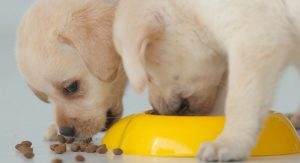 Read more about the article 8 Best Ways to Help Your Labrador Stay Slim