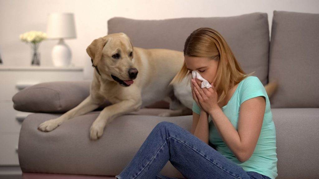 labrador has allergies