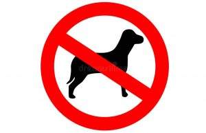 Read more about the article 27+ Detailed Reasons For Not Owning A Labrador