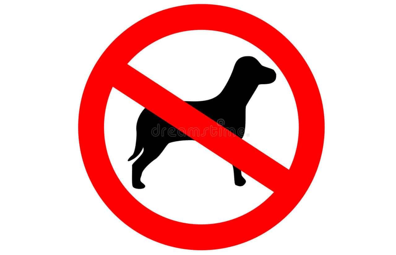 Read more about the article 27+ Detailed Reasons For Not Owning A Labrador