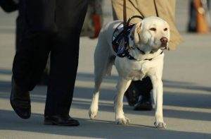 Read more about the article Why Do Labradors Make Good Service Dogs?