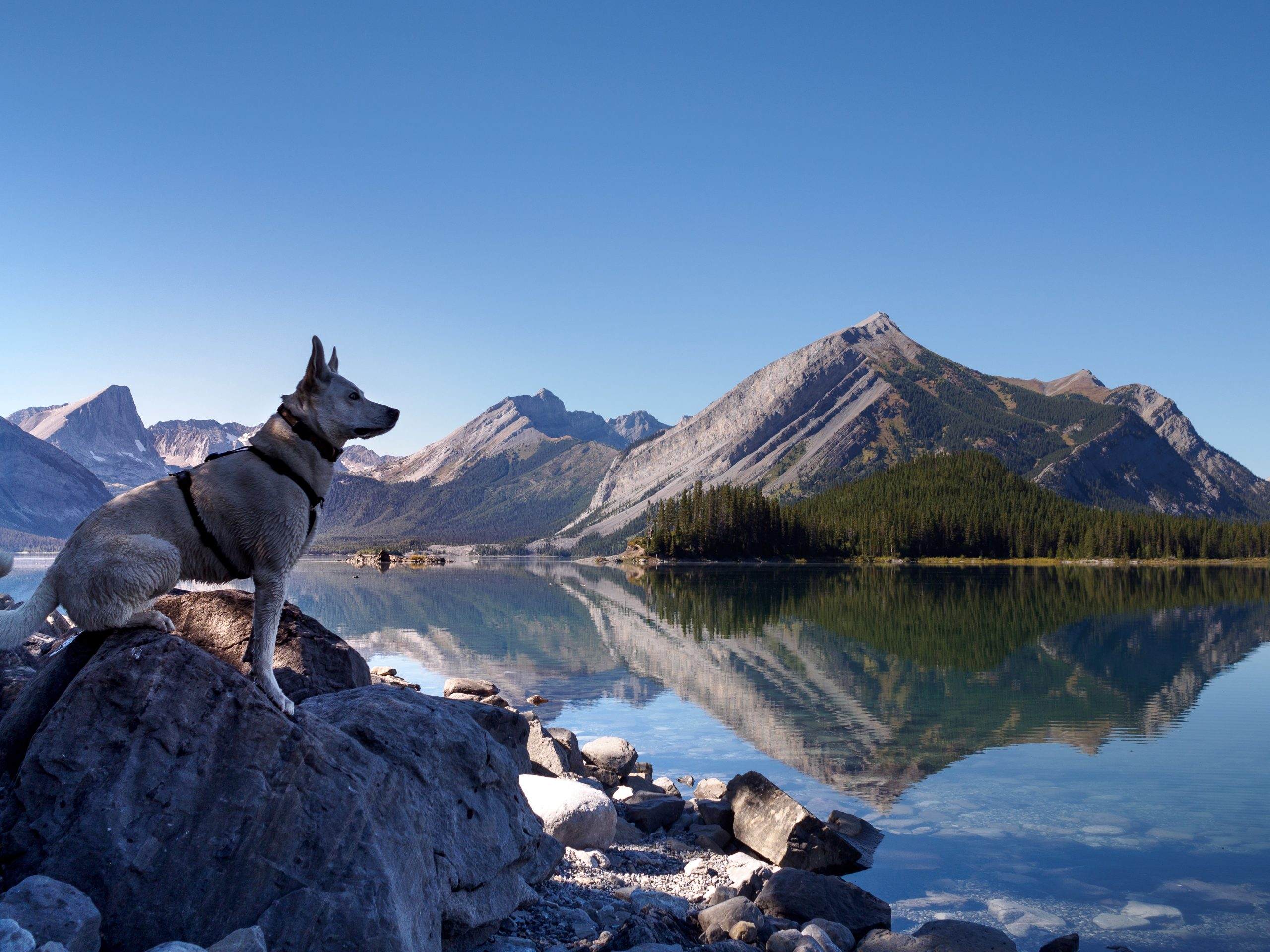 Read more about the article 10 Most Popular Mountain Dog Breeds