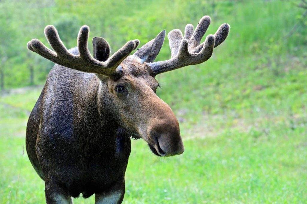 moose lose their antlers