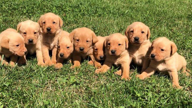 outstanding fox red labrador puppies 655141 1 800X600