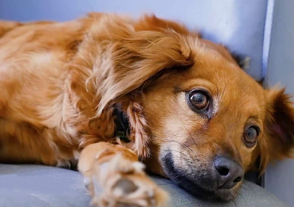 puppy relaxed eyes