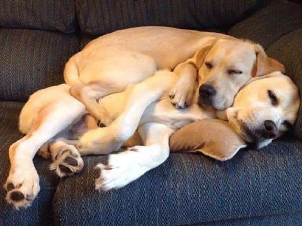 two dogs cuddling