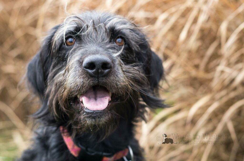 how big will a black lab schnauzer mix get