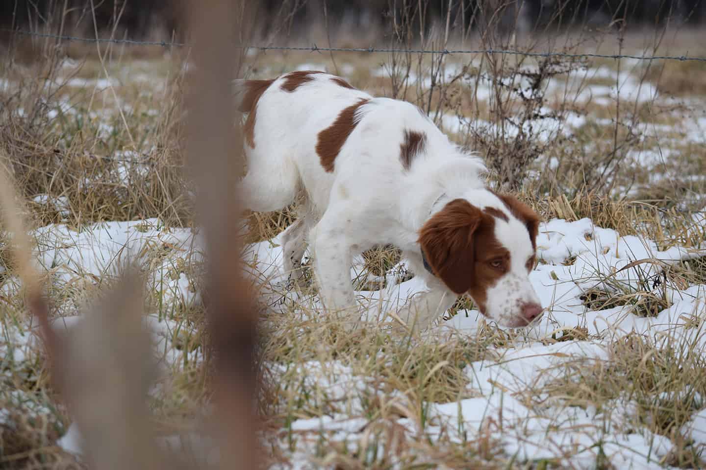 You are currently viewing What is the Best Shed Hunting Dog?