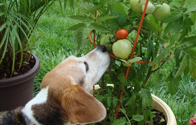 tomatoes labrador retriever eat