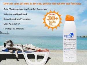 Read more about the article Best Sunscreens for Your Dog