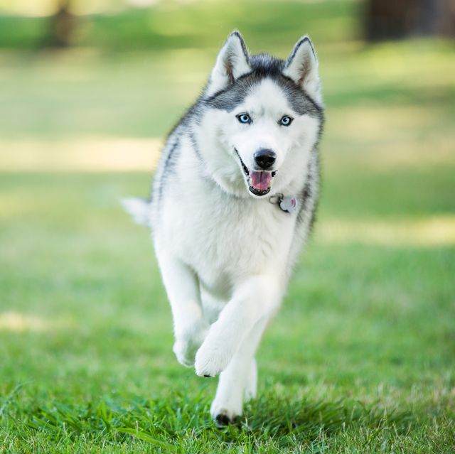 wolf dog breeds siberian husky 1570411330