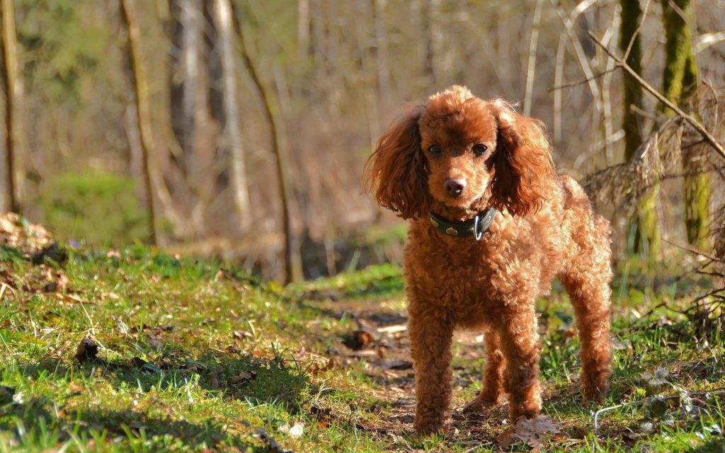 wp7499602 standard poodle wallpapers